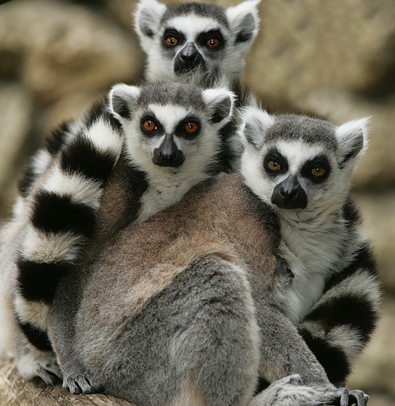 lemur kata