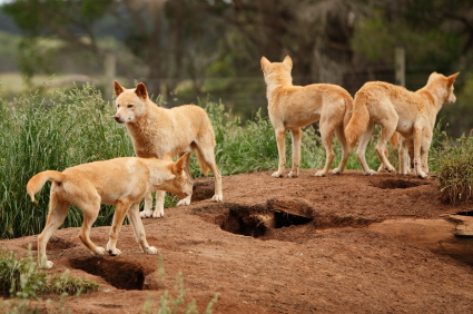 psy-dingo