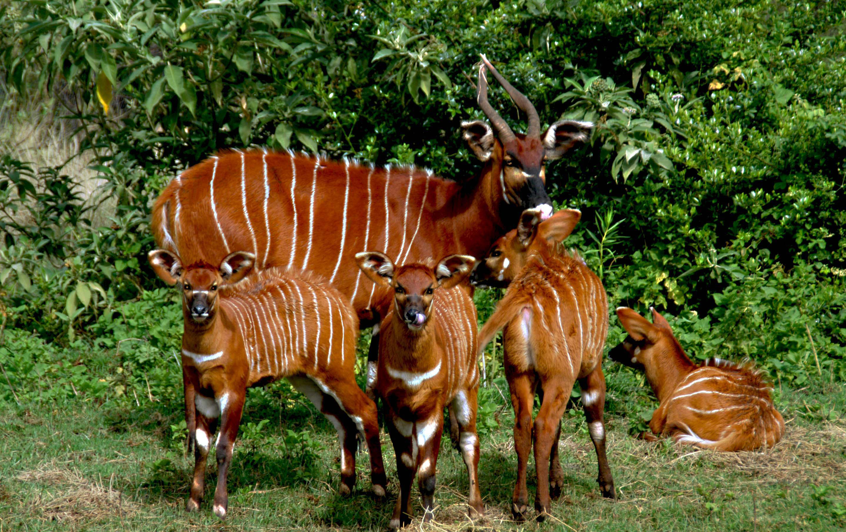 antilopa bongo