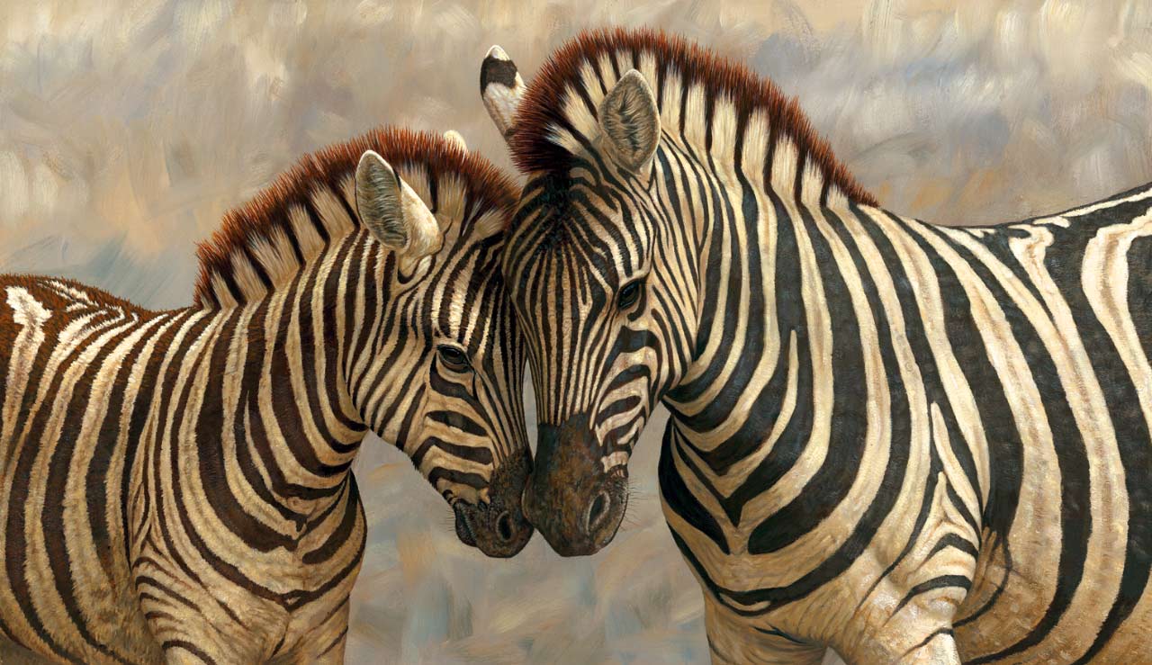 zebra