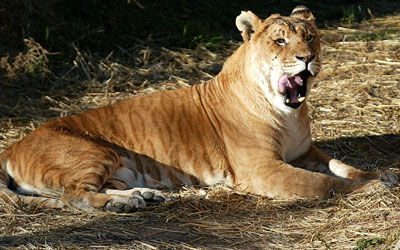 tigon