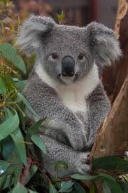 koala