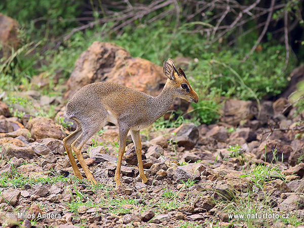 antilopa dik dik