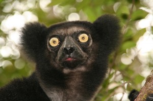 lemur