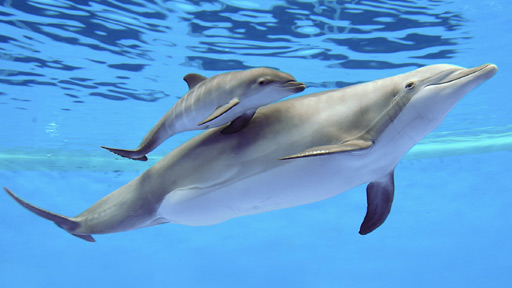 delfin