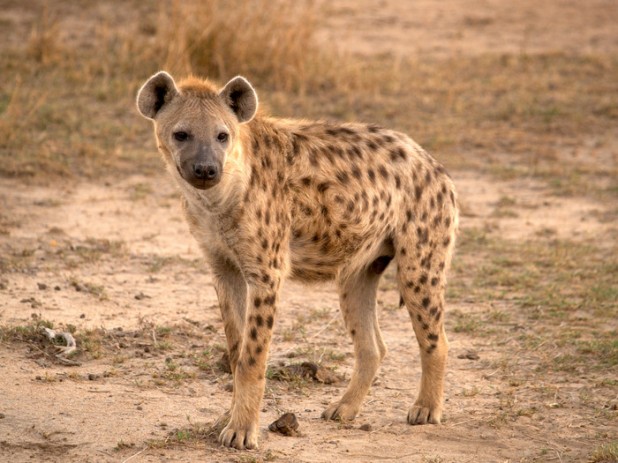 hyena